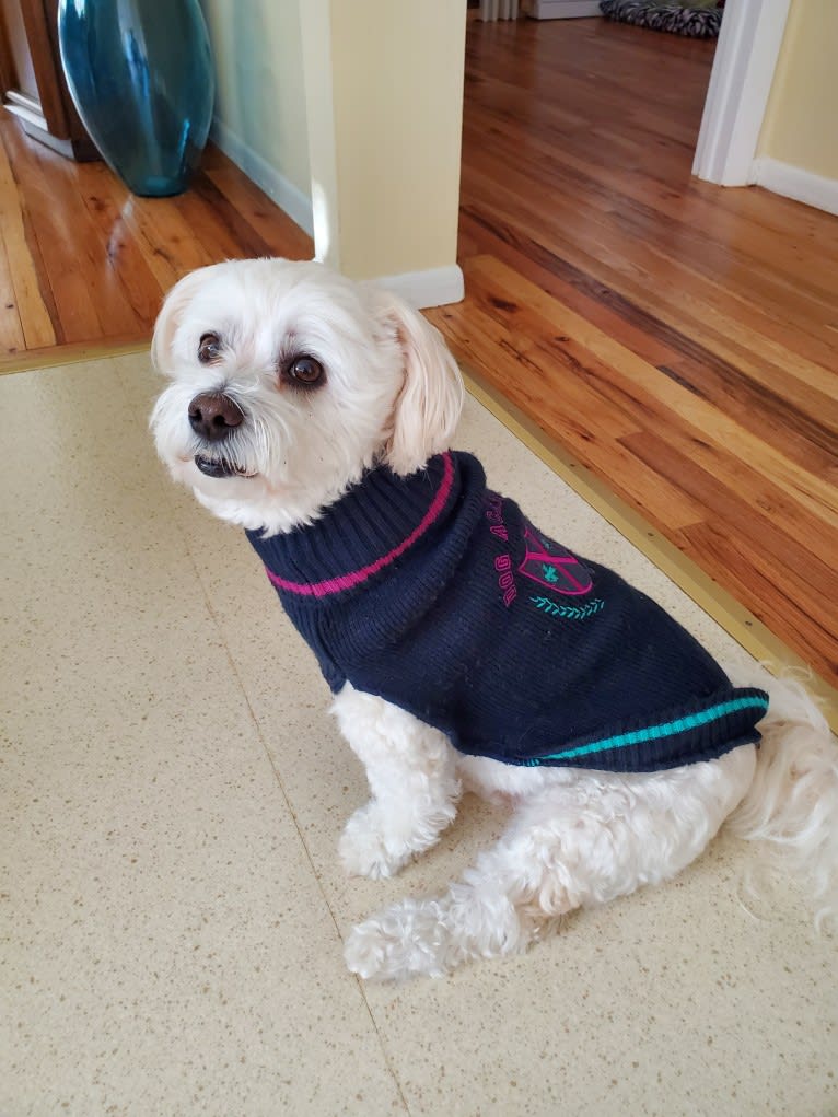 Photo of Jeter, a Havanese  in Toms River, New Jersey, USA
