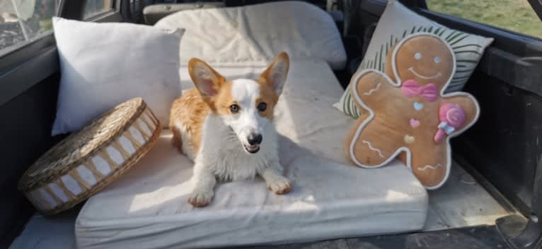 Adam, a Pembroke Welsh Corgi tested with EmbarkVet.com