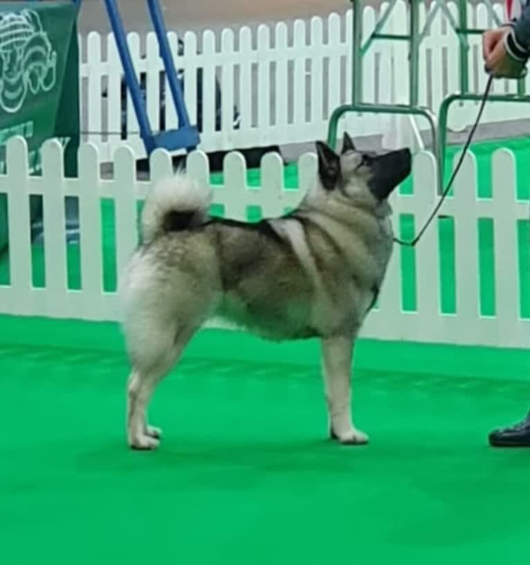 ALYS, a Norwegian Elkhound tested with EmbarkVet.com