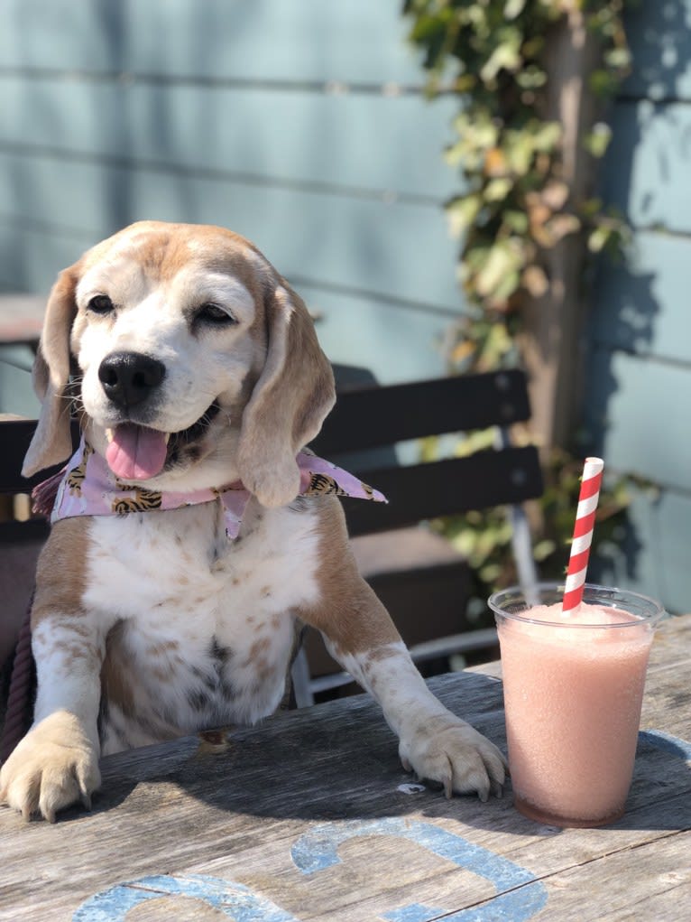 Mae, a Beagle tested with EmbarkVet.com