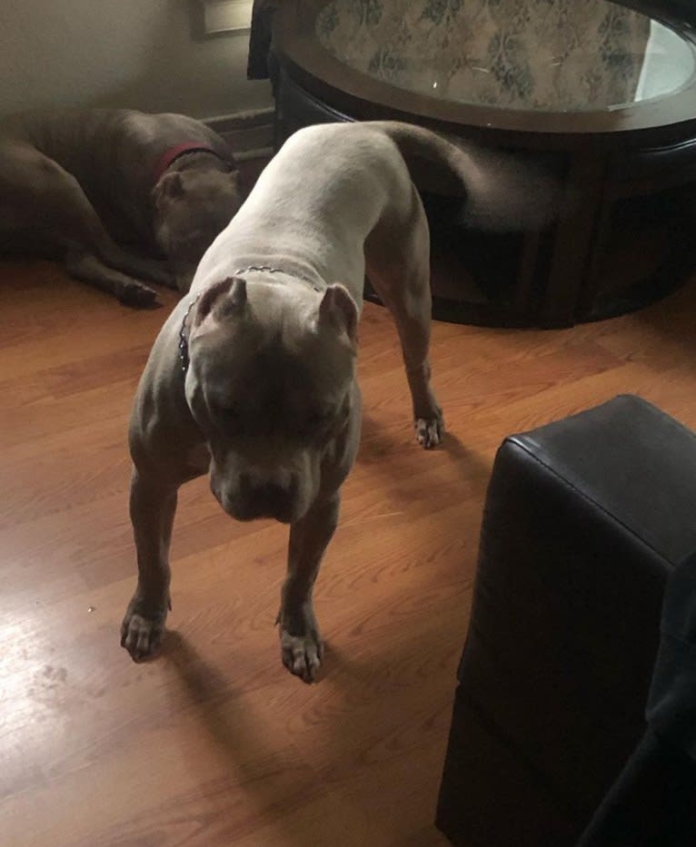 Giannis, an American Bully tested with EmbarkVet.com