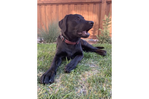 Calories for 6 month old puppy | The Labrador Forum