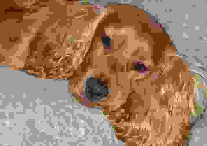 The Dog