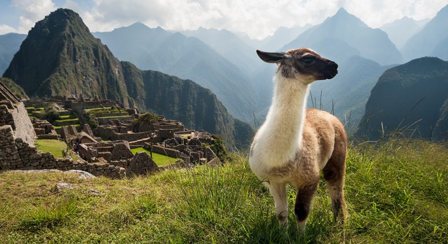 Machu Picchu trip