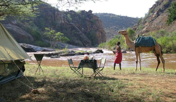 Camel trekking in Laikipia