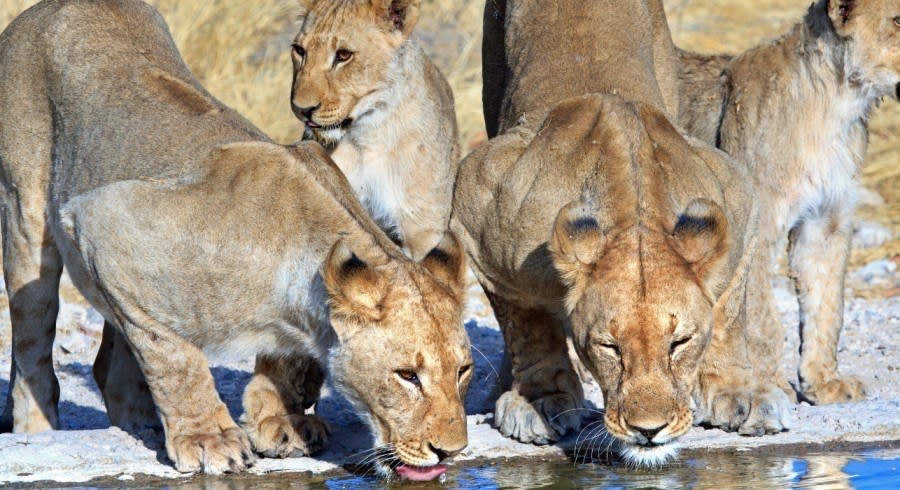 Etosha