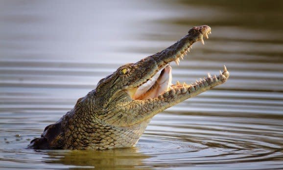 Ein Krokodil frisst einen Fisch im Krüger Nationalpark