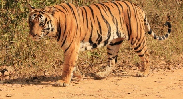 Tiger im Dschungel von Indien