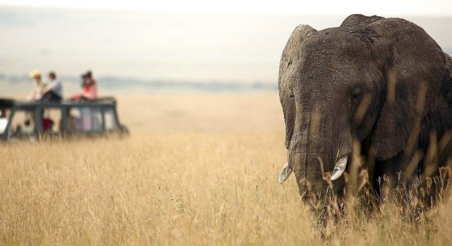 Walking Safaris in the Masai Mara
