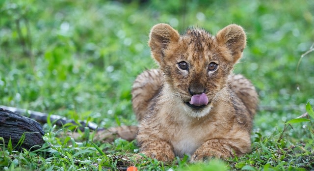 Walking Safaris in the Masai Mara