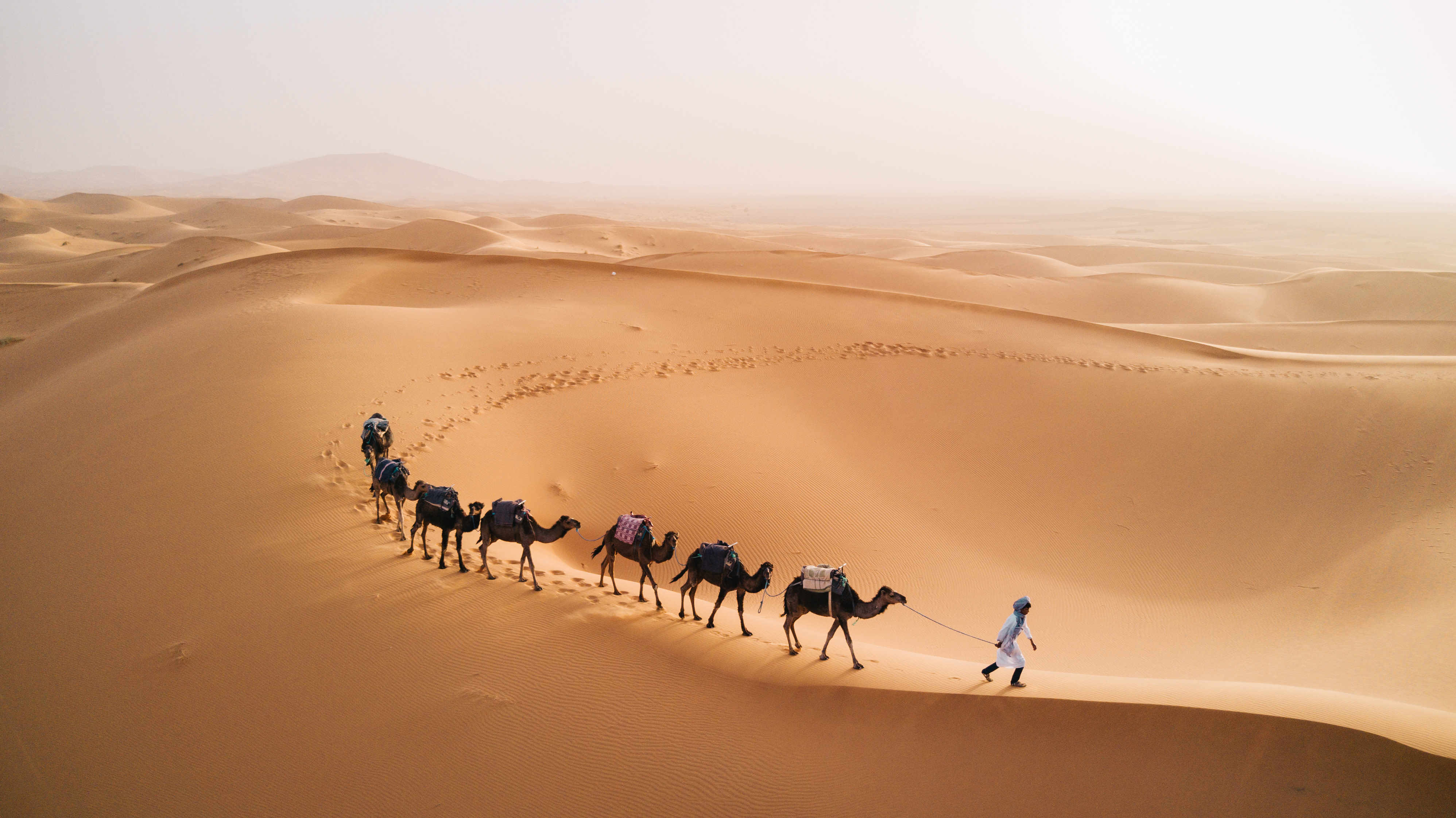 Tuareg with camels walk thru the desert on the Sahara Desert in Morocco.