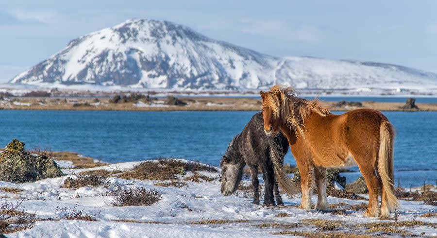 Iceland Tour