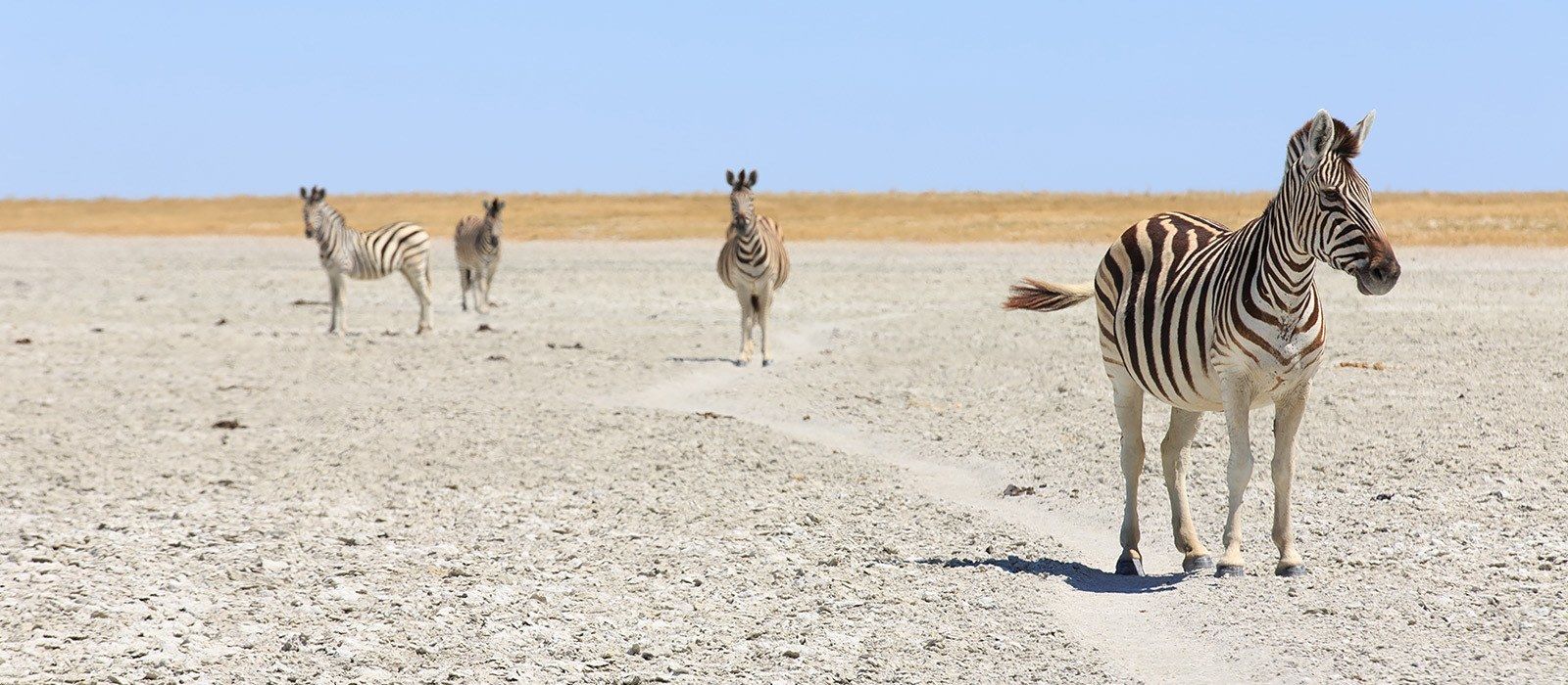Exclusive Travel Tips for Kalahari Salt Pans in Botswana