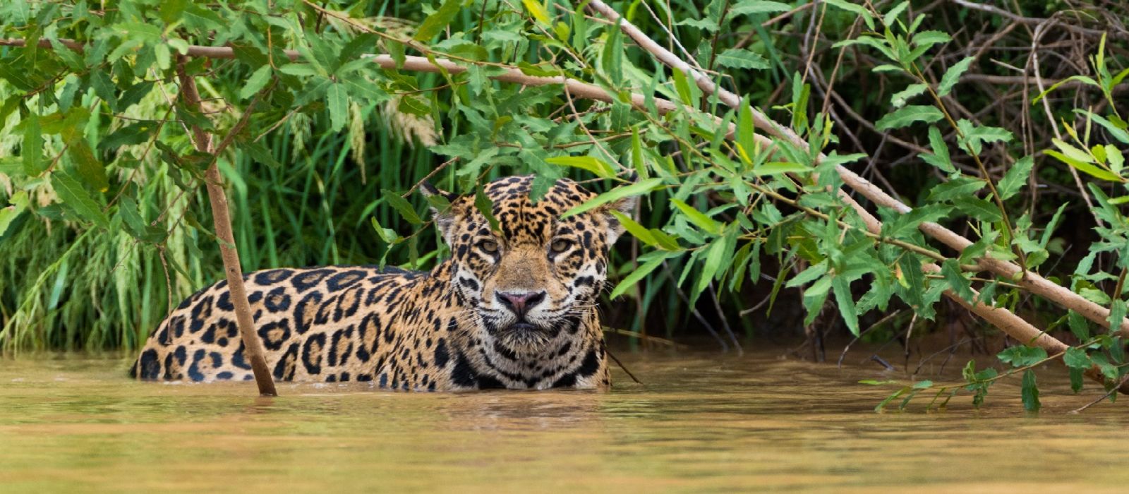 Amazon Rainforest and Beaches of Brazil Enchanting Travels