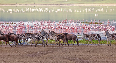 Empfohlene Individualreise, Rundreise: Tansania: Safari & Romantisches Sansibar Empfohlene Individualreise, Rundreise: Tansania: Safari & Romantisches Sansibar