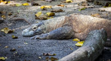 Example private tour: Ancient Worlds and Dragons of Indonesia Example private tour: Ancient Worlds and Dragons of Indonesia
