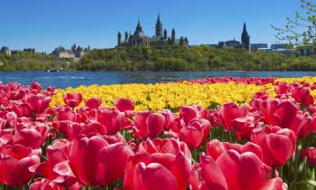 Yellow Red Tulips Parliament Hill in distance