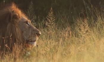Lion in Kruger National Park