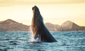 a whale swimming in a body of water with a mountain in the background