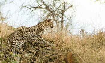 Leopard in Kenya