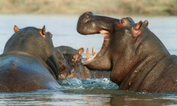 Hippos in Namibia