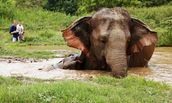 a elephant that is standing in the grass