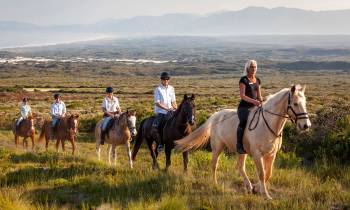 a person riding a horse in a field