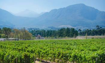 Vineyard at Mont Rochelle Hotel