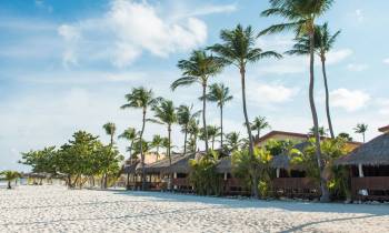 a group of palm trees on a beach