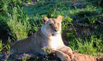 a lion lying in the grass