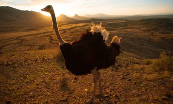 Oudtshoorn