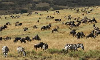 The Great Annual Migration