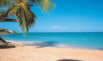 a beach with a palm tree in front of a body of water
