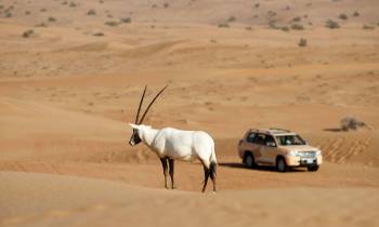 Arabian Oryx