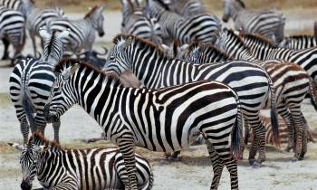 a herd of zebra standing on top of a dirt field