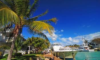 a group of palm trees on a sunny day