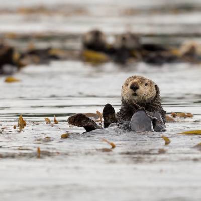 Seat Otter