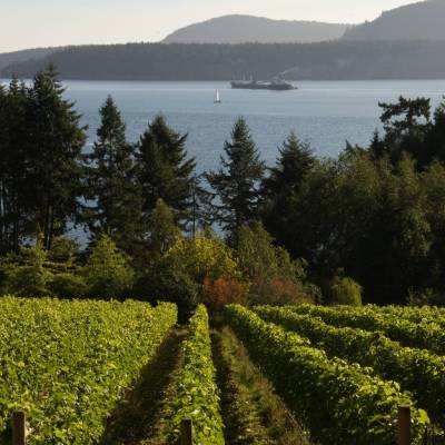 Vineyards, Pender Island, British Columbia