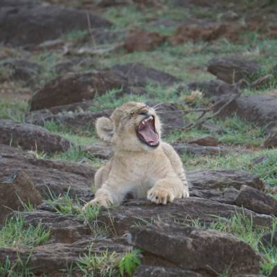 Lion cub, Masai Mara