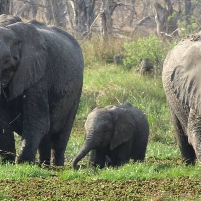 Herd of elephants in Botswana