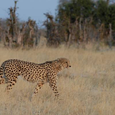 Cheetah in Botswana