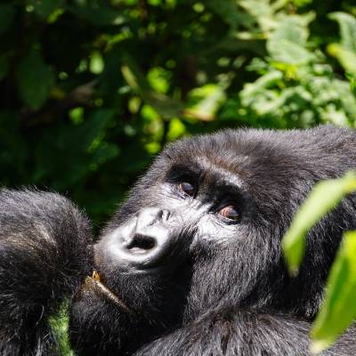 a close up of an animal