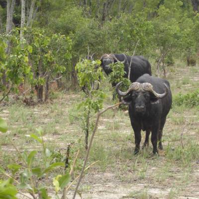 Buffalo in Hwange