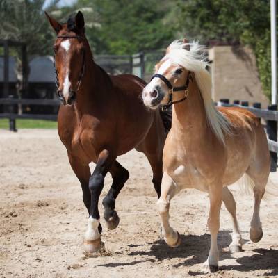 Horses