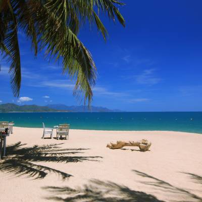 a group of palm trees on a beach near a body of water