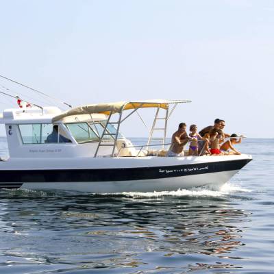 Dolphin watching excursion