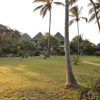a tree in a grassy area with palm trees