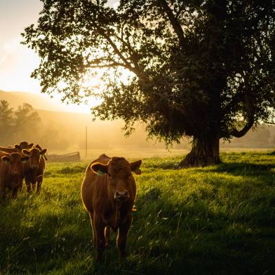 Cattle at Ranch
