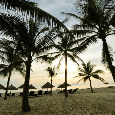 a group of palm trees next to a body of water