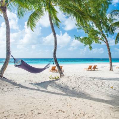 a beach with a palm tree